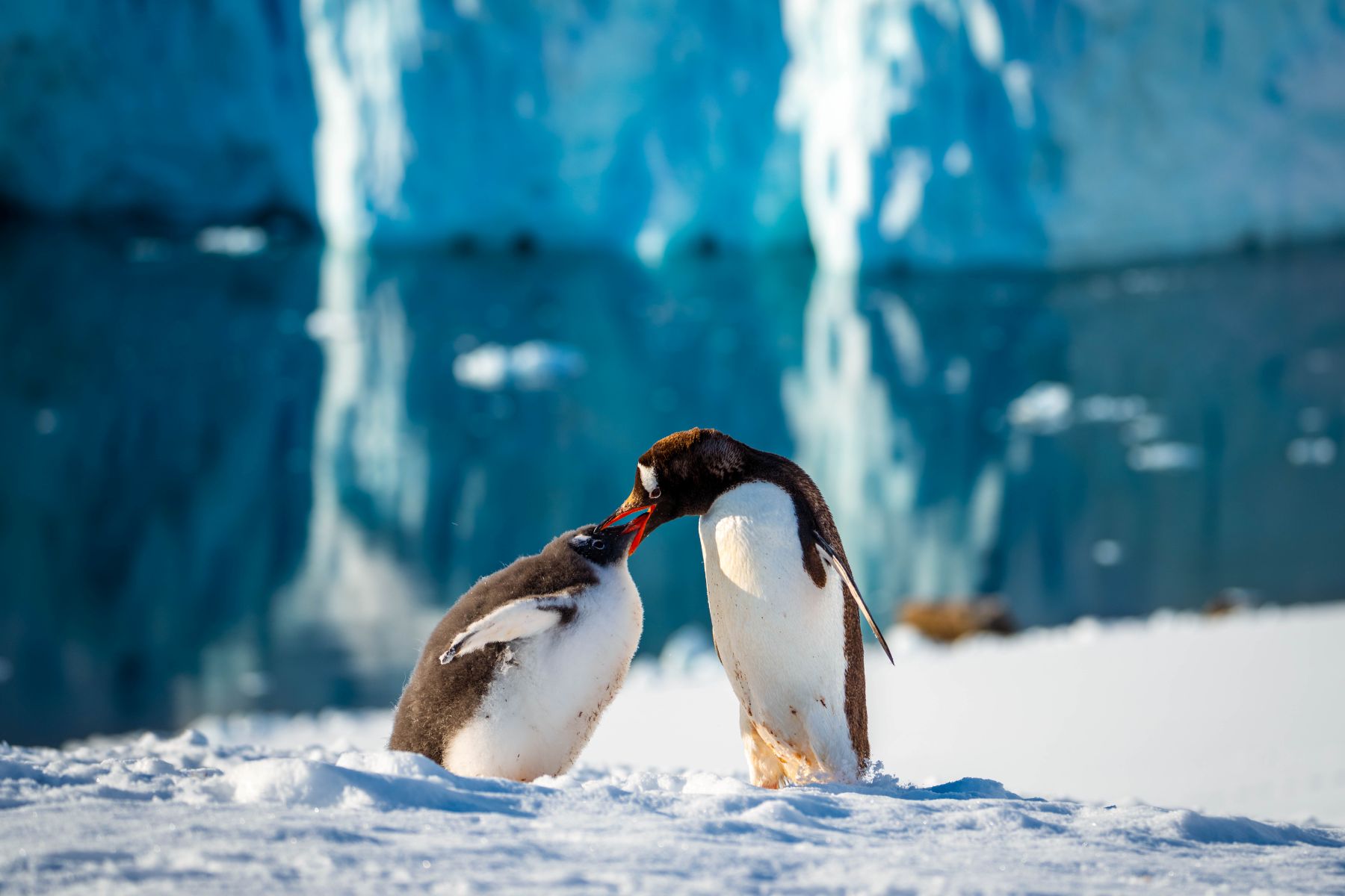 Pinguine in der Antarktis